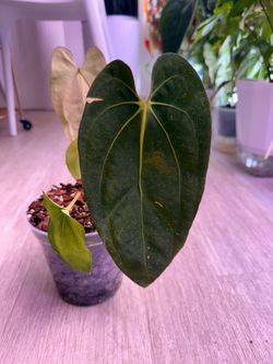 Anthurium Papi x Carlablackiae Plant - 5inch