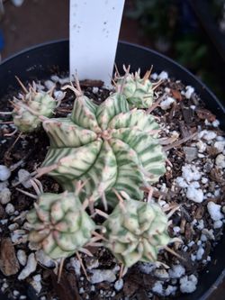 Variegated Melons Spurge Cactus $28