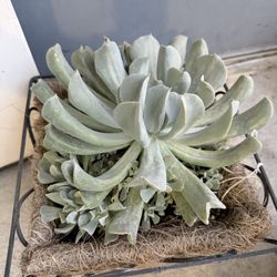 Echeveria runyonii succulent