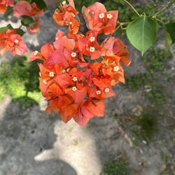 Plant Sale