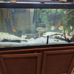75 Galones Fish Tank,  Stand And Canister Filter 
