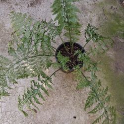 Leather Leaf Fern