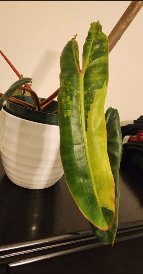 Varigated Billitiae Plant Full Pot!