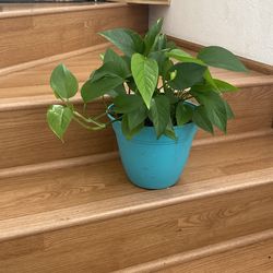 TwoTall Full Pothos grow very fast