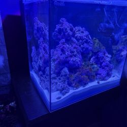 15 Gallon Hello Reed Cube⁸