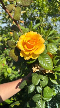 Rosal Amarillo