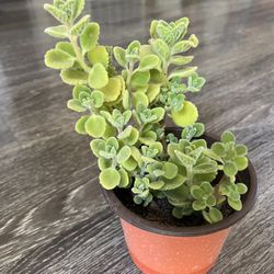 Cuban Oregano,Mexican Mint