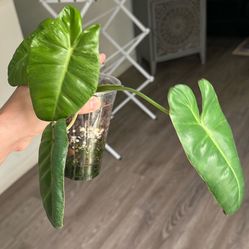 Philodendron Paraiso Verde 