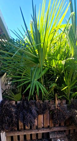 8 ft. Windmill Palm trees. $100