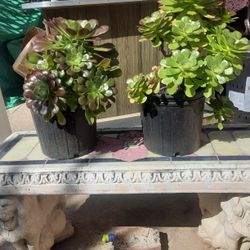 Succulents 