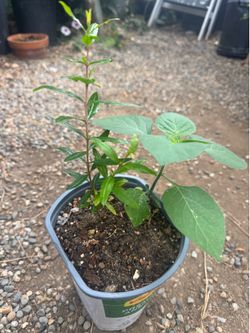 Pomegranate tree