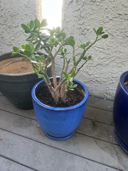 Medium Blue Pot and Plant
