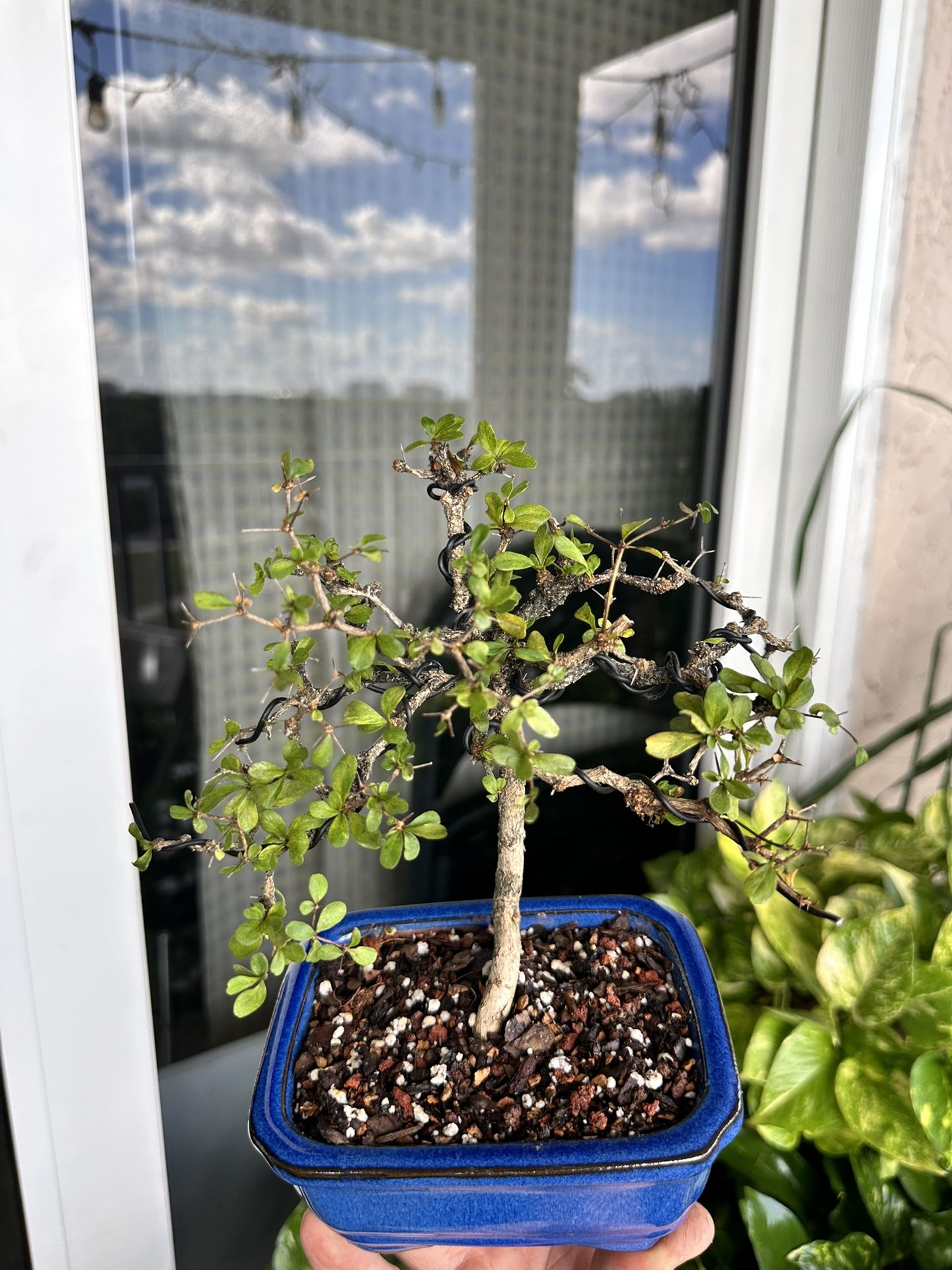Bonsai Small Black Olive