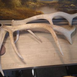 Two Right Antlers