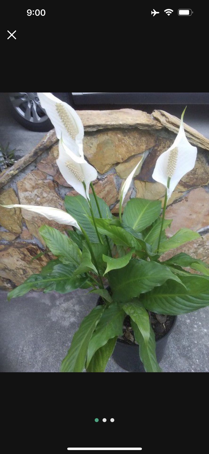 BLOOMING WHITE PIECE LILY PLANTS IN POT FOR SALE 