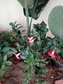 RIO DIPLADENIA
