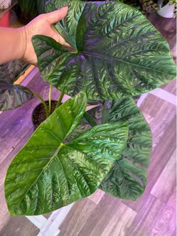 Alocasia Lukiwan Plant ( big and mature )