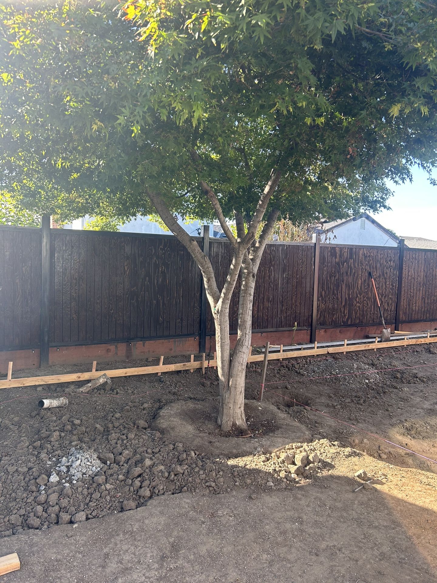 Chinese maple tree
