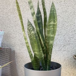 Snake Plant.