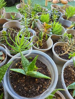 Plants