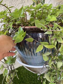 Ceramic pot $15 with Plants