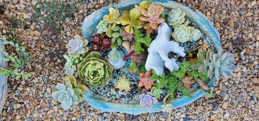 Hand made cement succulent pot arrangement