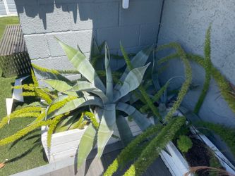 Custom made 8ft box wood planter with plants