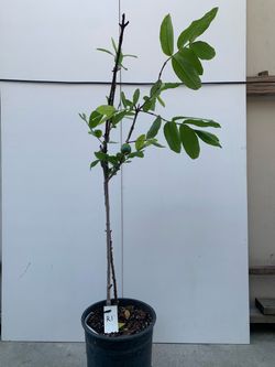 R1- Red Guava Tree