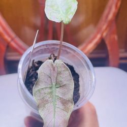 Pink Stardust Alocasia 