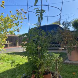 Jasmine Plant With Citronella 