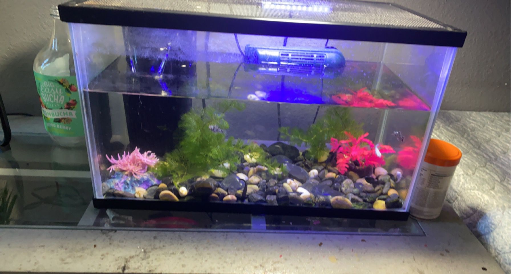 10 Gallon Comes With All You Need (fresh Water) 
