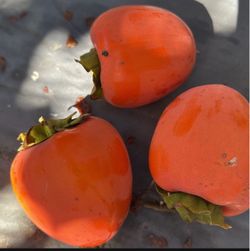 Persimmon  / Persimos 3 X $1