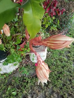 Planta exótica