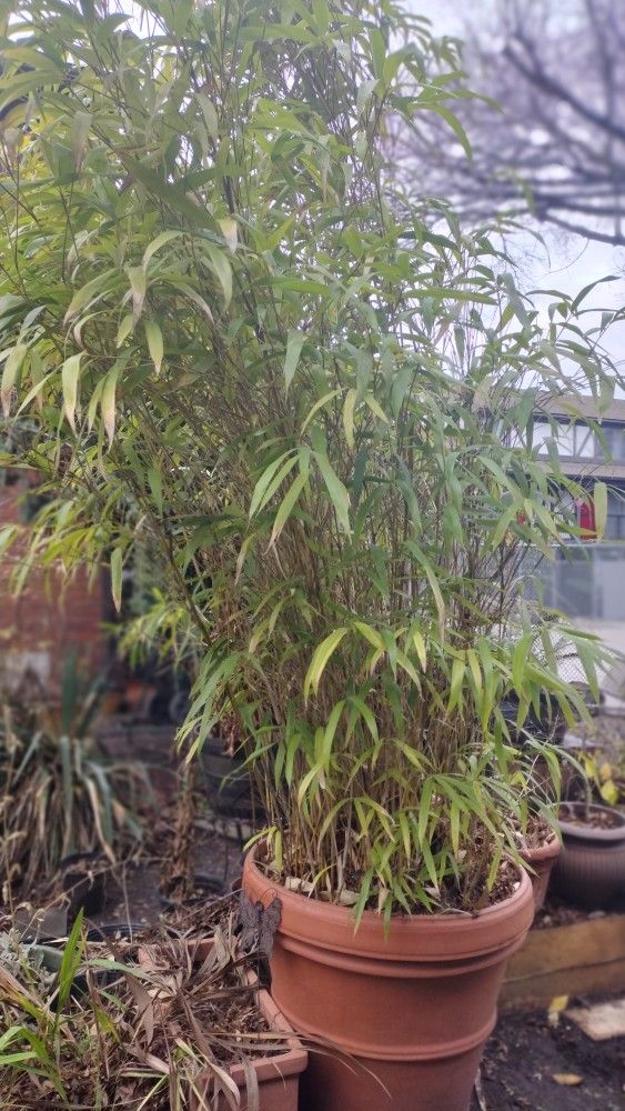 Bamboo Planter