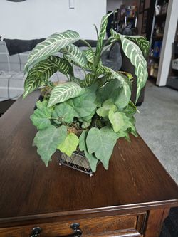 Plastic Plant Decorative