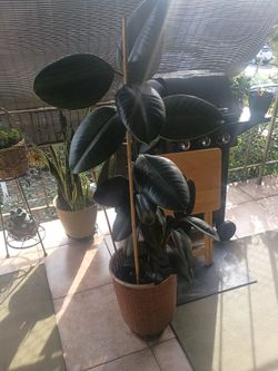 Ule Plant New