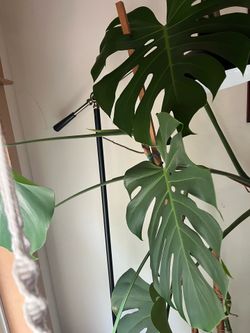 Mature monstera