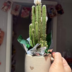 Cactus in mug