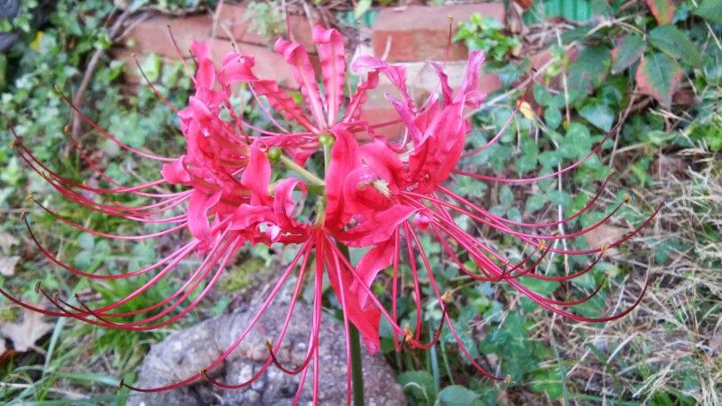 Lycoris Radiata (Japanese Spider Lily plant)