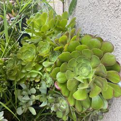 Succulent