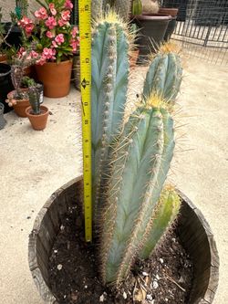 Blue torch cactus