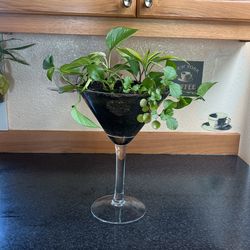 Live Plant