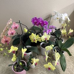 13 orchid plants bundle + free bird of paradise plant starters