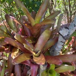 Five Dollars Each They Spread And Climb