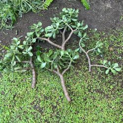 Free Jade Succulent 