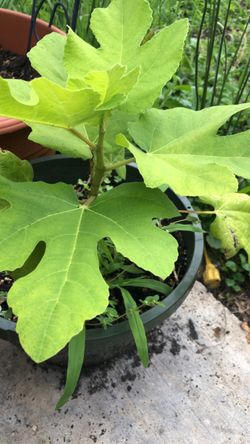 Fig plant