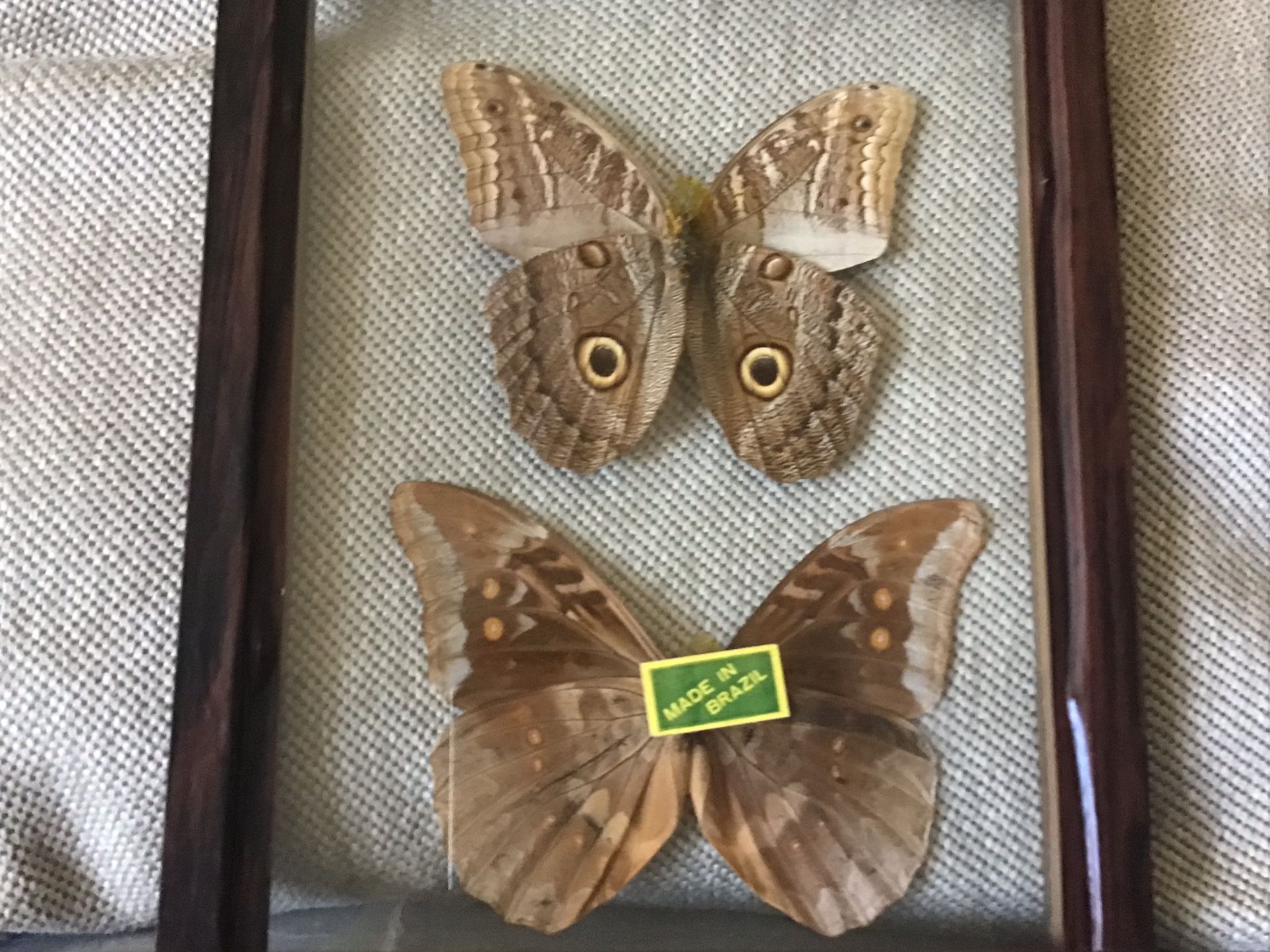 Real Butterflies   Displaying 