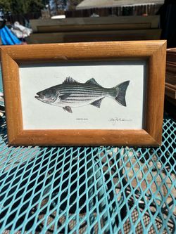 Framed striped Bass Fish Art print by Al Johnson