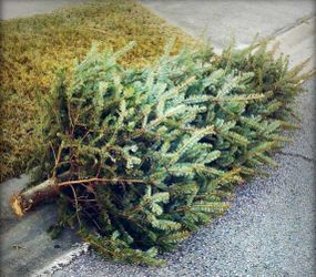 Christmas Tree Pickup And Christmas Light Takedown