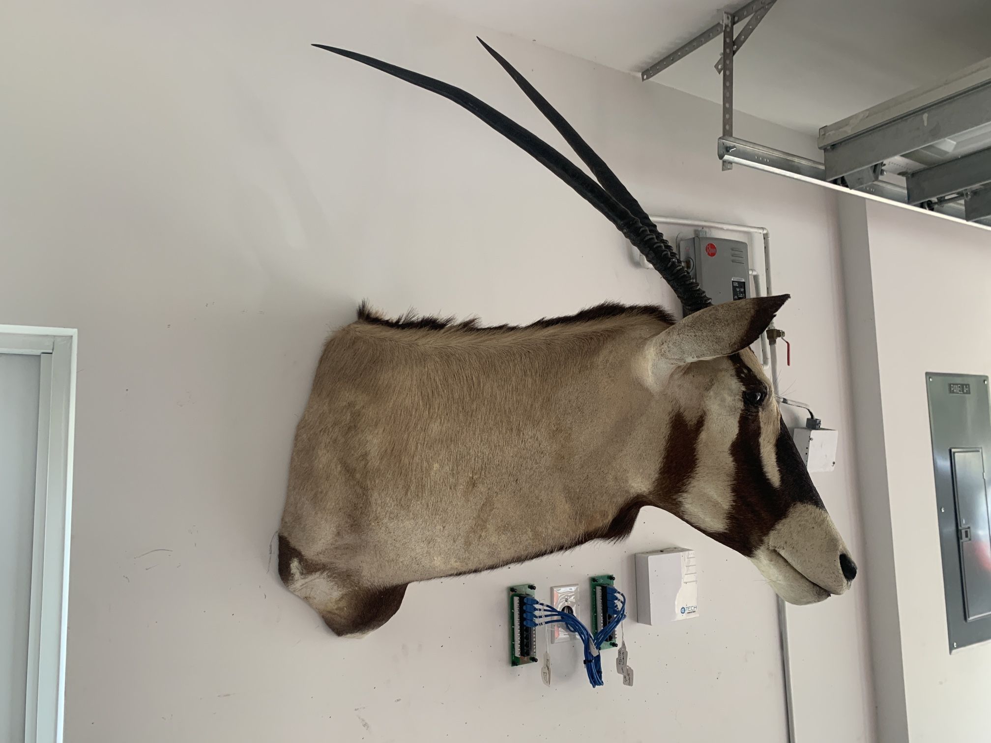 African Gemsbok Oryx taxidermy Shoulder Wall Mount Long Horns